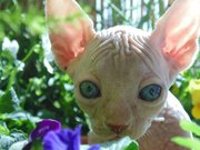 Micro Chipped,  Fully Vaccinated,  TICA Registered, Hairless Sphynx kitte
